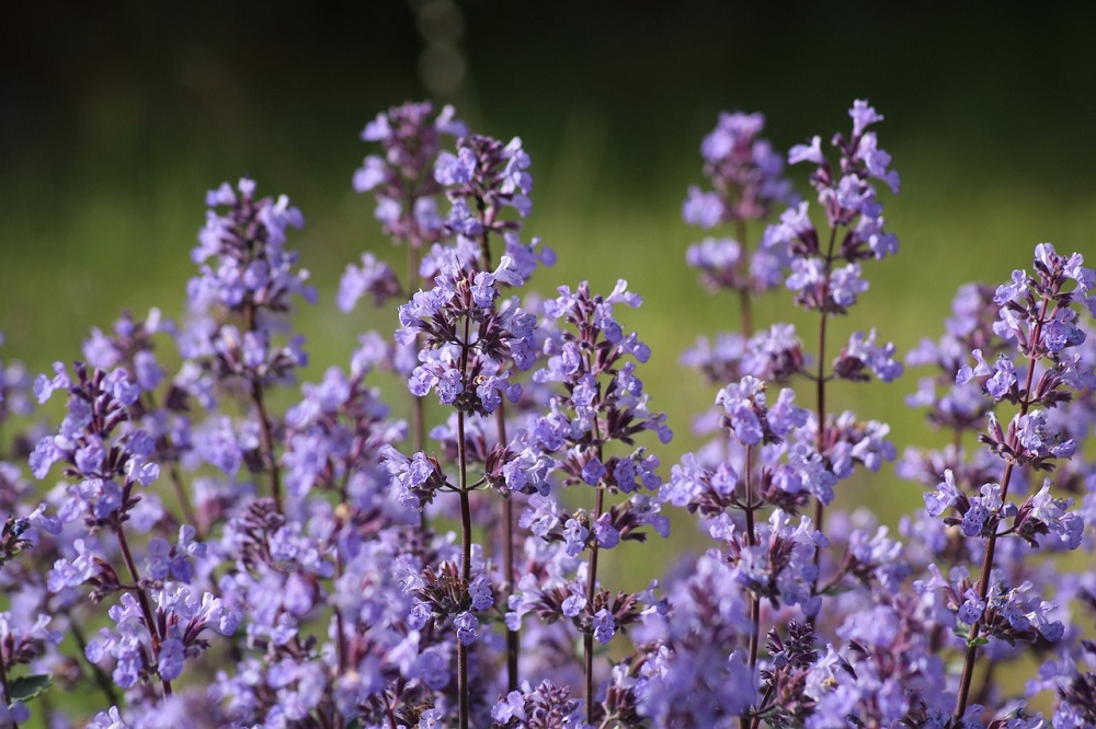 coltivare la Nepeta cataria