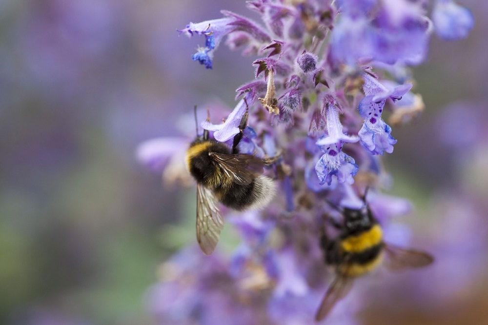 coltivare la Nepeta cataria