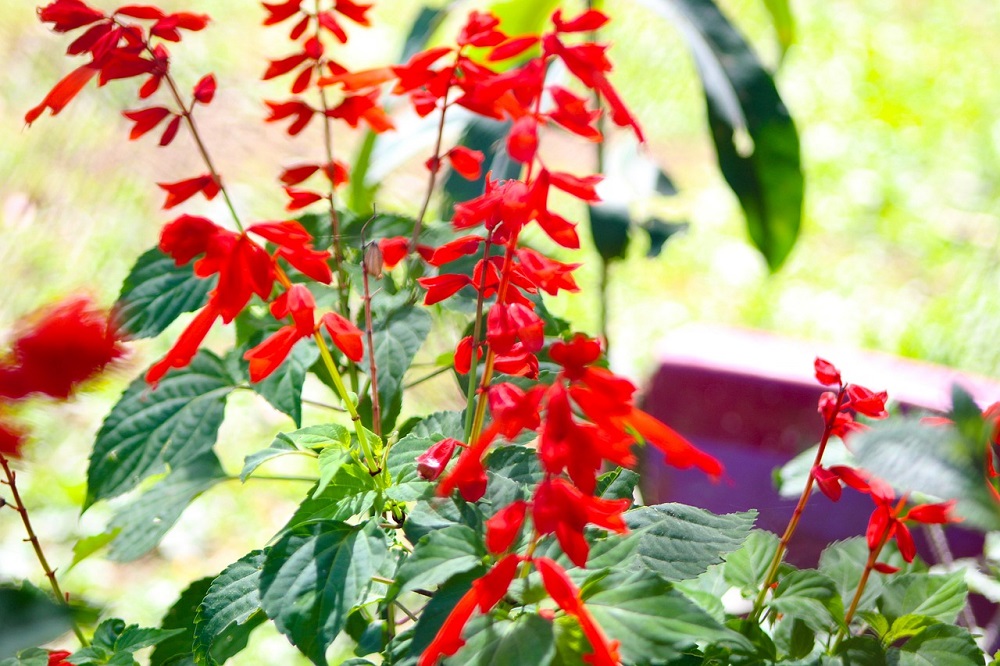 coltivare la Salvia in vaso - Salvia ananas