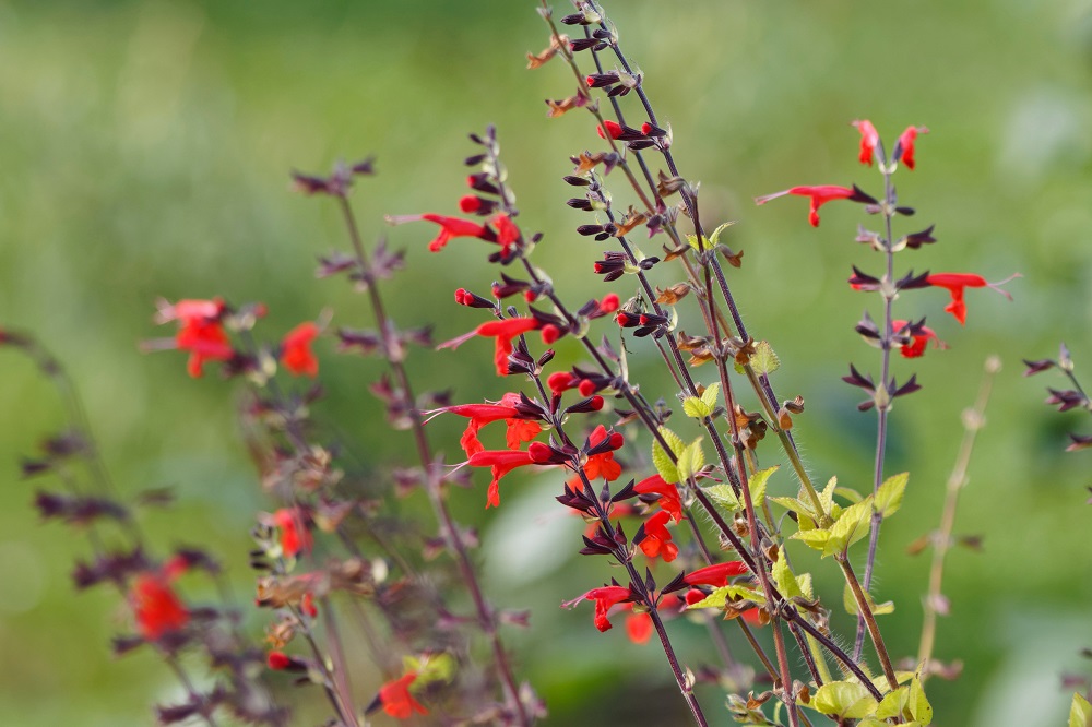 coltivare la Salvia in vaso - Salvia coccinea