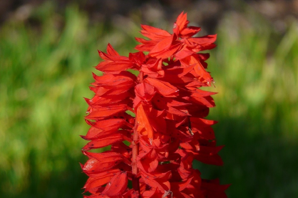 coltivare la Salvia in vaso - Salvia splendens