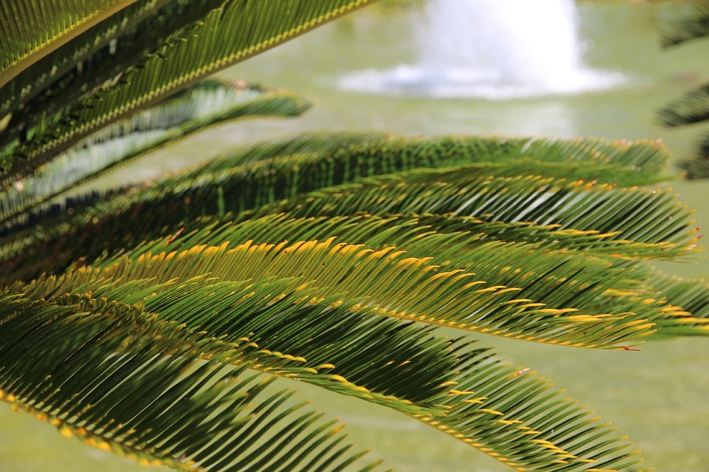 coltivare la cycas