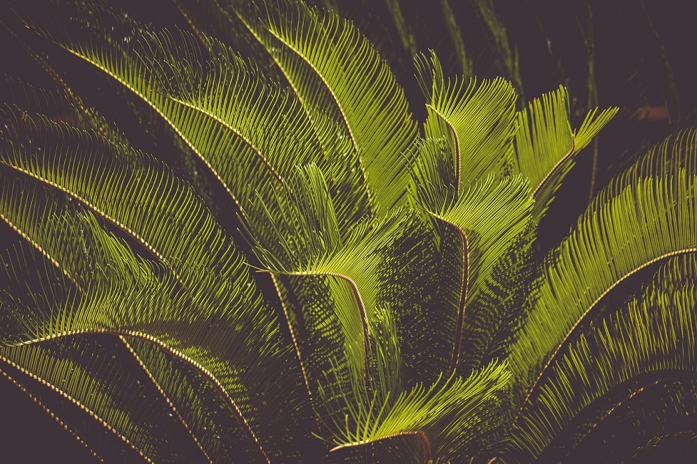 coltivare la cycas
