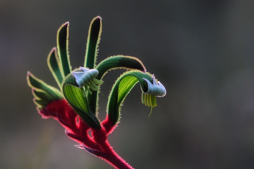 coltivare un Anigozanthos