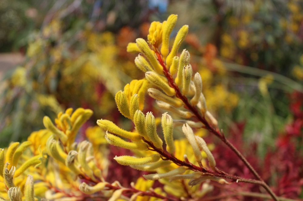 coltivare un Anigozanthos