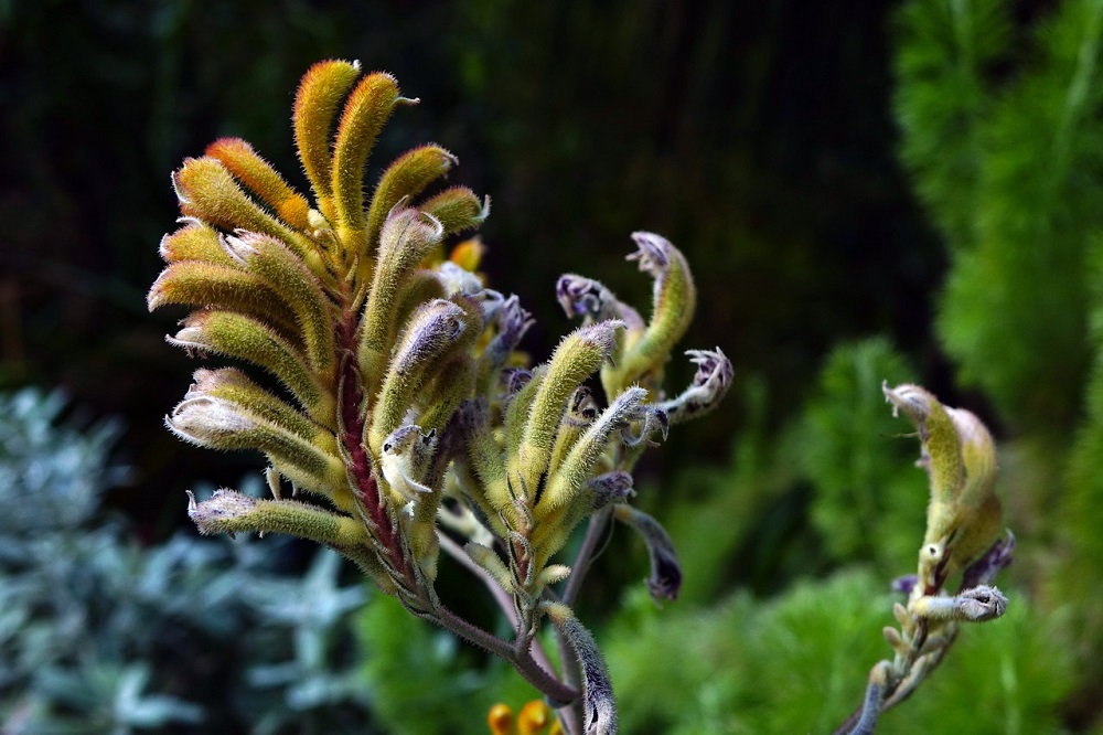 coltivare un Anigozanthos