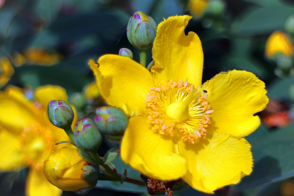 coltivare un Hypericum Hidcote