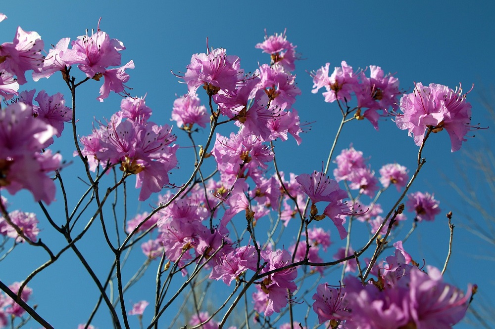 coltivare una azalea