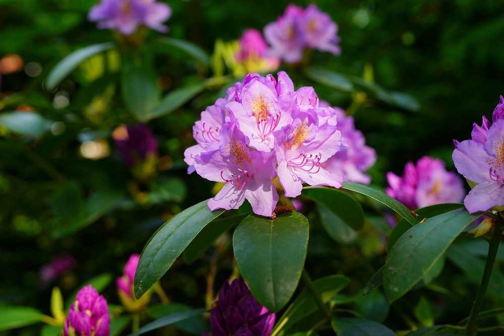coltivare una azalea