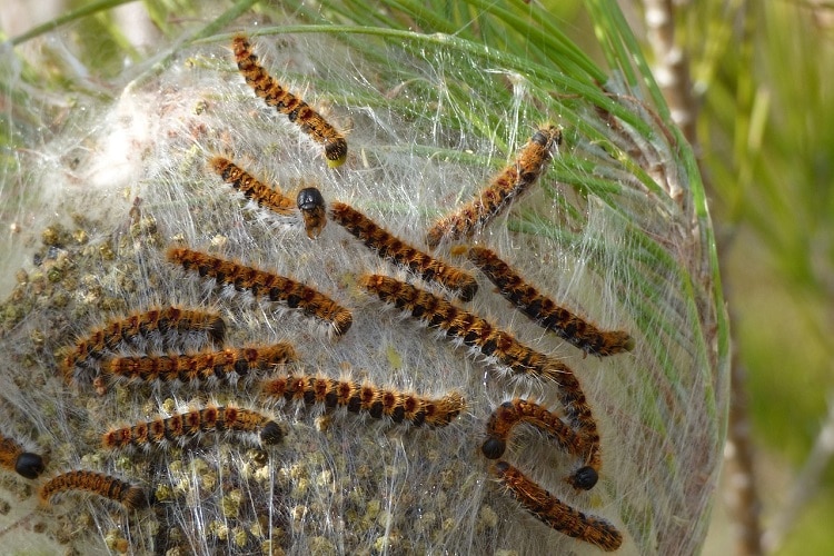 eliminare-la-Processionaria-del-Pino