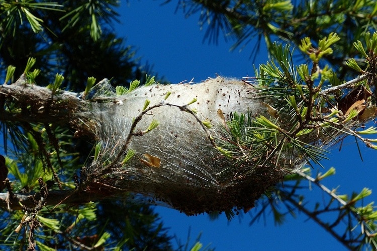 eliminare-la-Processionaria-del-Pino