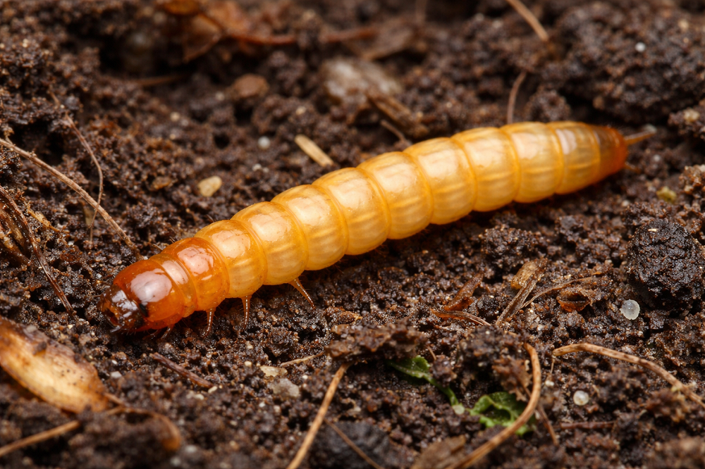 eliminare gli Elateridi
