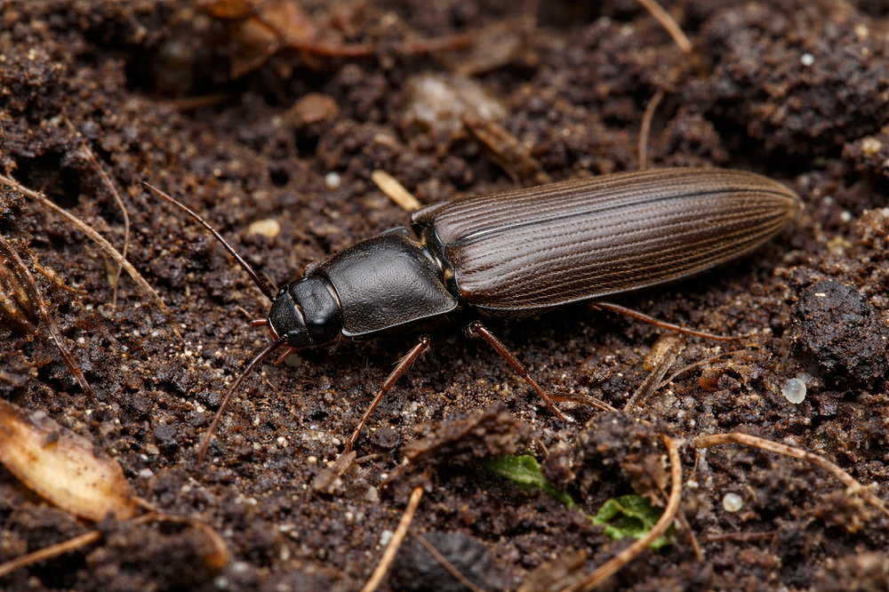 eliminare gli Elateridi
