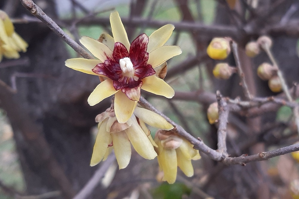 fioriture invernali - Calicanto