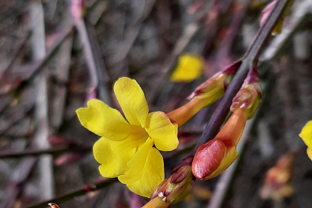 fioriture invernali - Jasminum nudiflorum