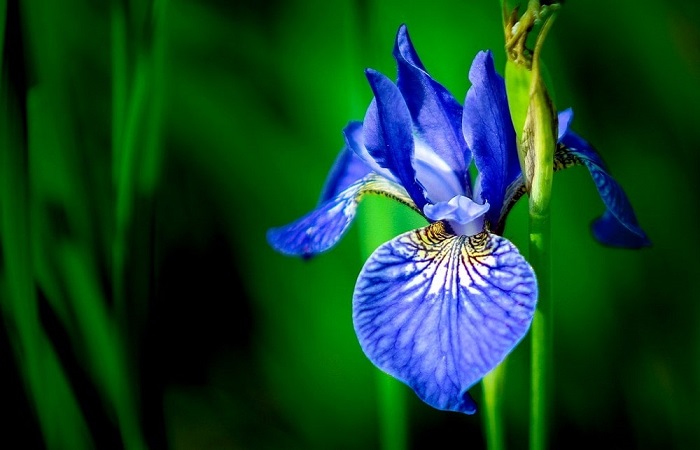 giardino fiorito in inverno - Iris