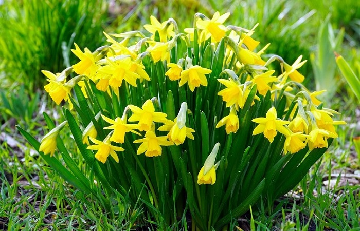 giardino fiorito in inverno - Narcisi