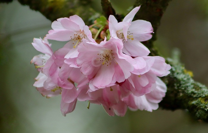 giardino fiorito in inverno - Prunus x subhirtella