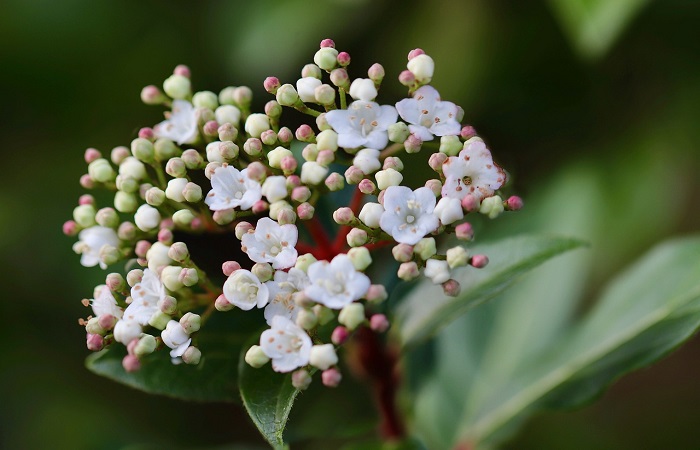 giardino fiorito in inverno - Viburnum tinus