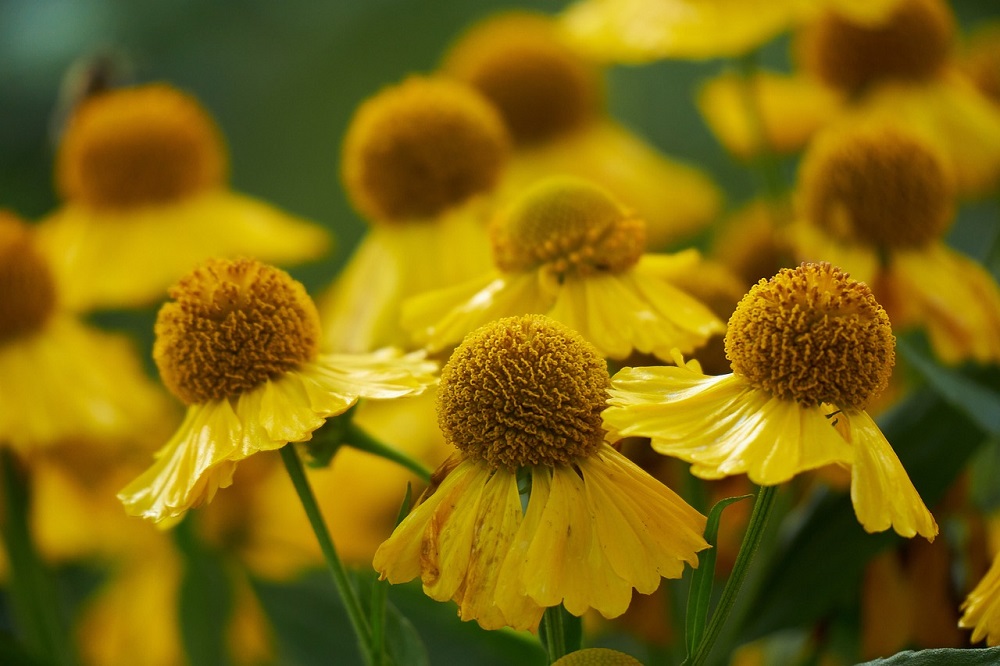 helenium autumnale