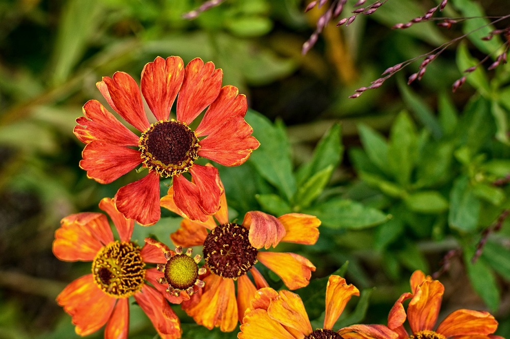 helenium autumnale