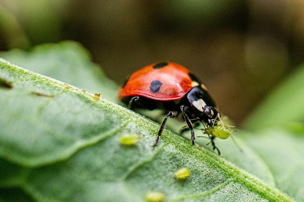 parassiti in un orto - Afidi e Coccinella
