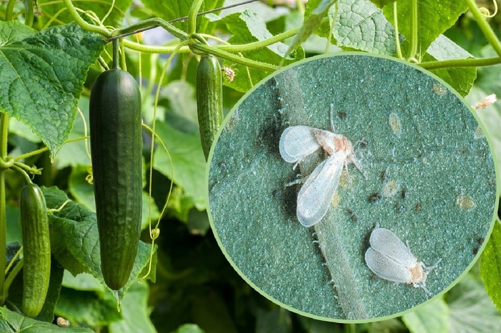 parassiti in un orto - Aleurodidi