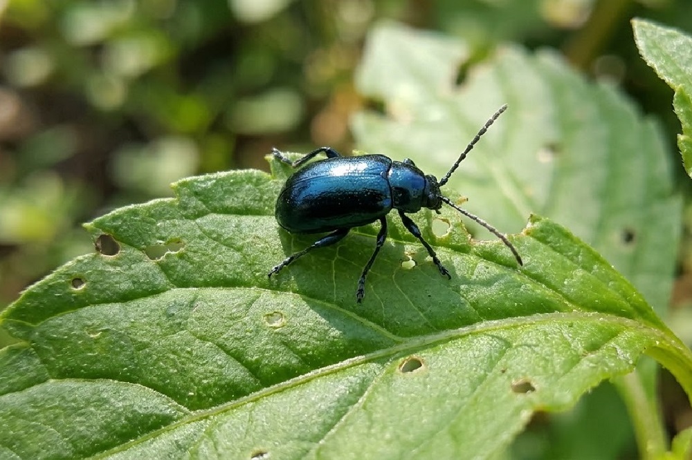 parassiti in un orto - Altica