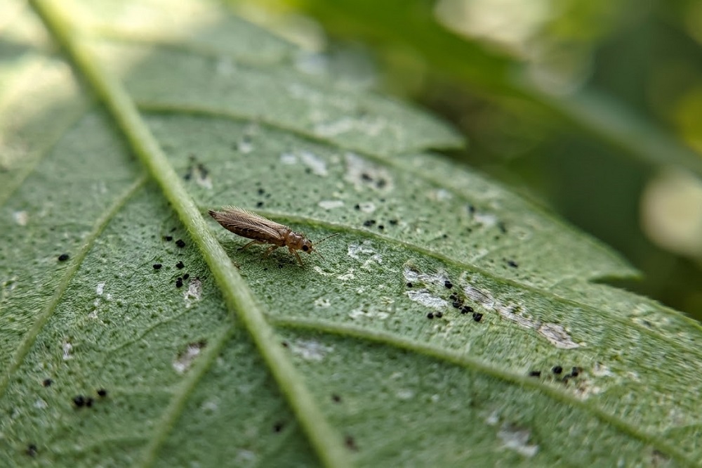 parassiti in un orto - Tripidi