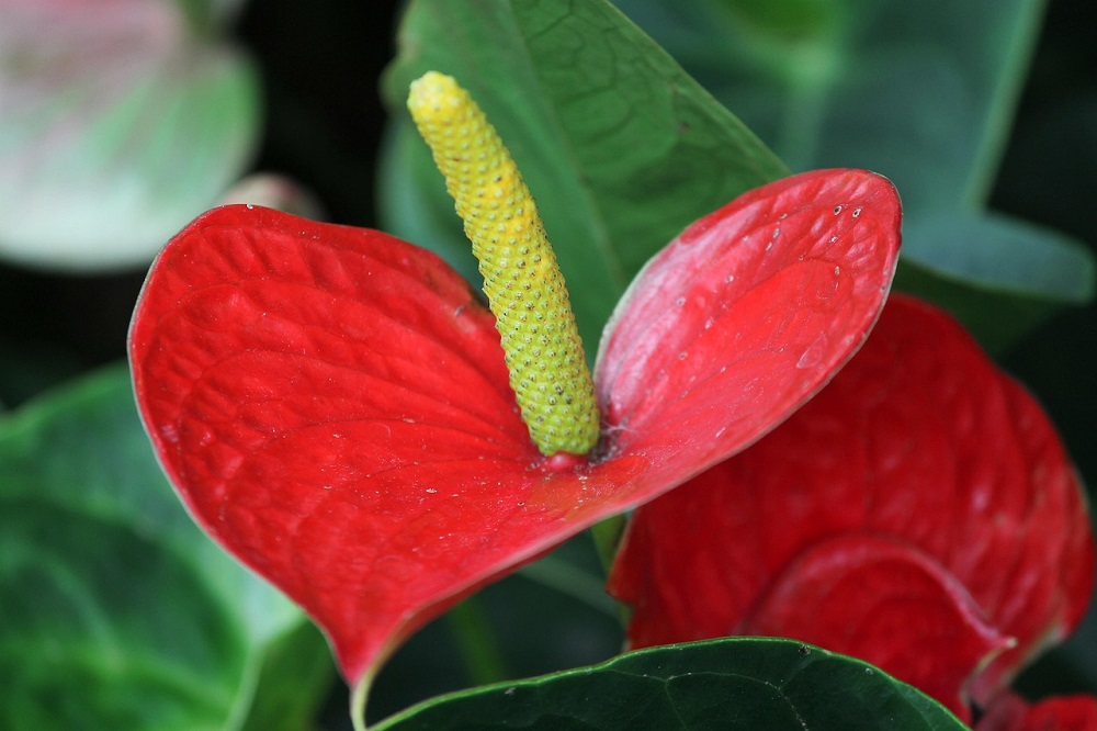 piante a forma di cuore - Anthurium andraeanum