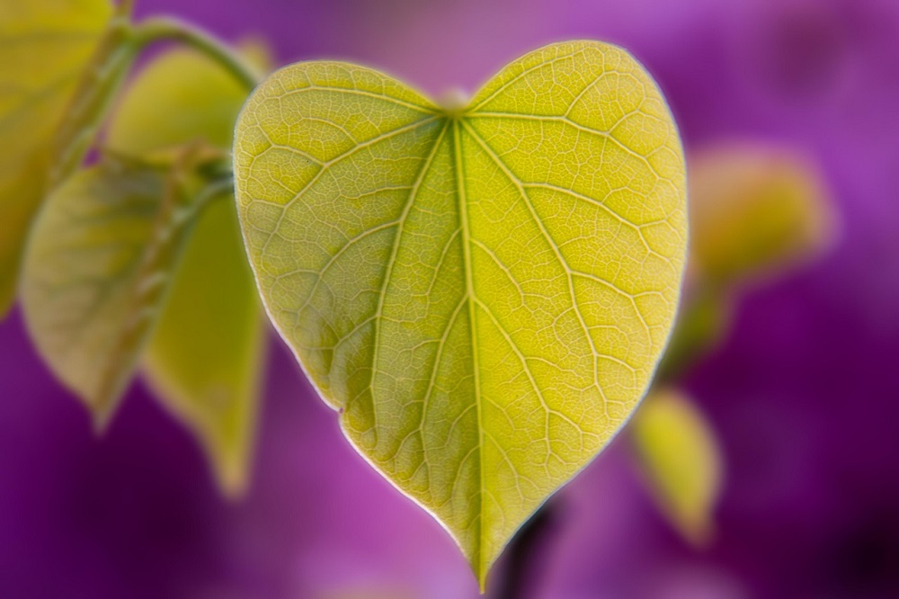piante a forma di cuore - Cercis siliquastrum