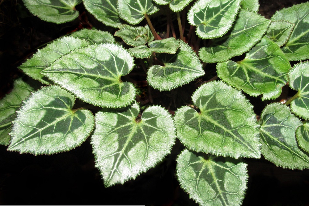 piante a forma di cuore - Cyclamen persicum