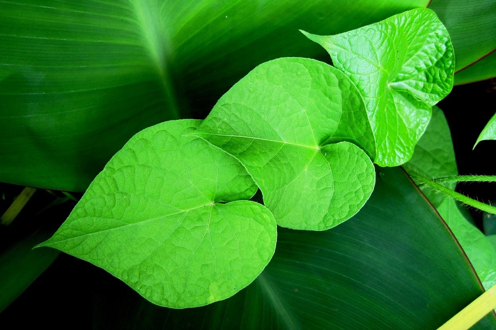 piante a forma di cuore - Ipomoea purpurea