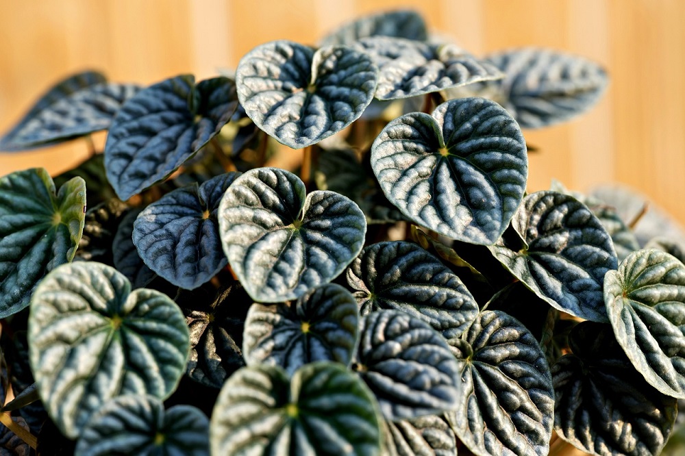 piante a forma di cuore - Peperomia argirea