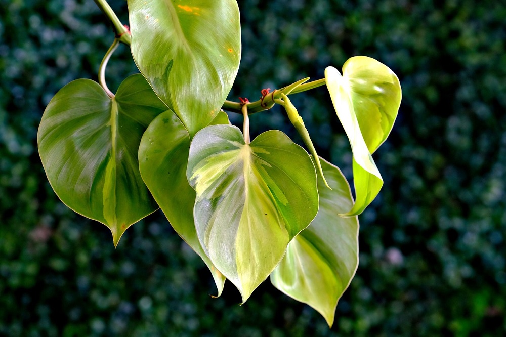 piante a forma di cuore - Philodendron hederaceum