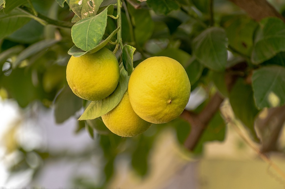 piante da frutto in vaso - Limone