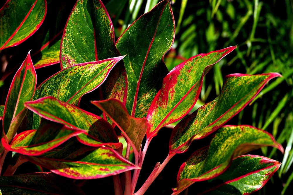 piante per il periodo natalizio - Aglaonema