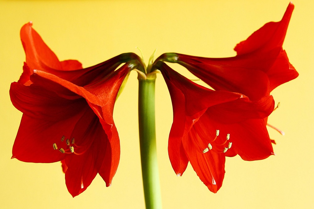 piante per il periodo natalizio - Amaryllis