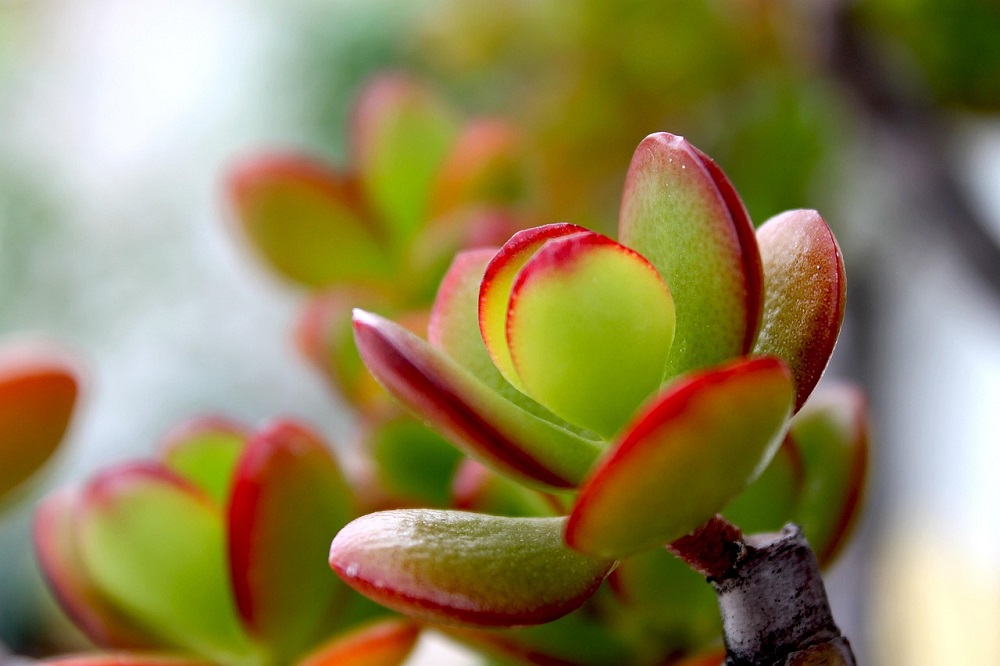piante per il periodo natalizio - Crassula ovata