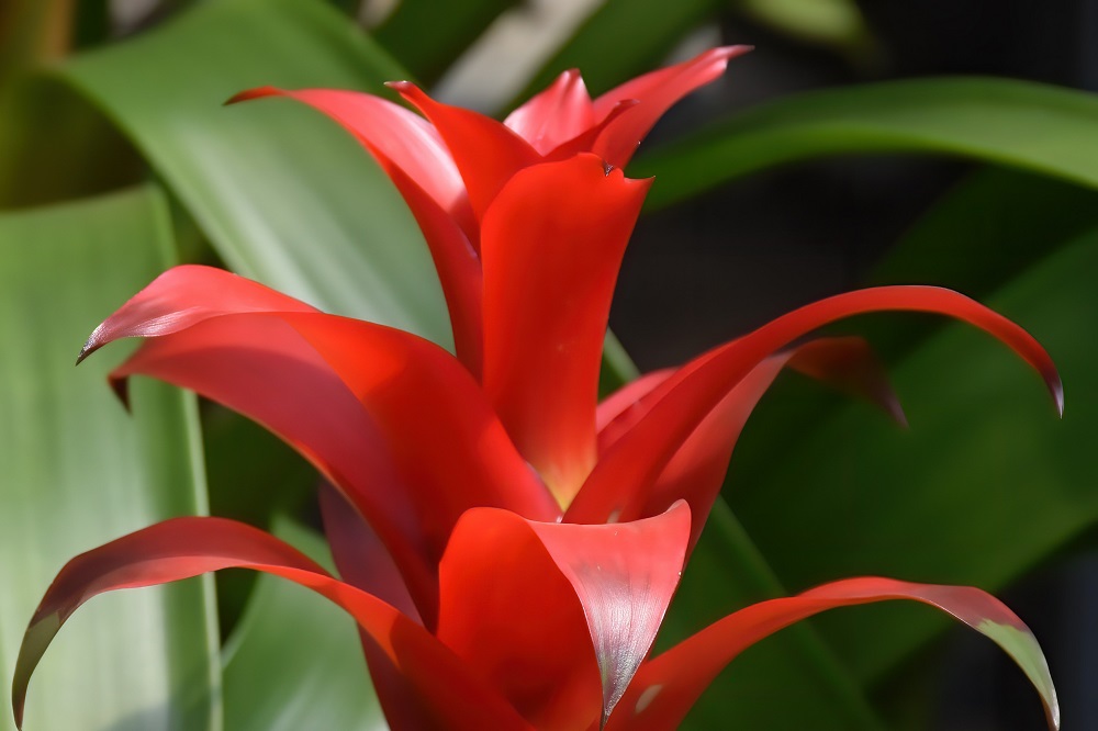 piante per il periodo natalizio - Guzmania