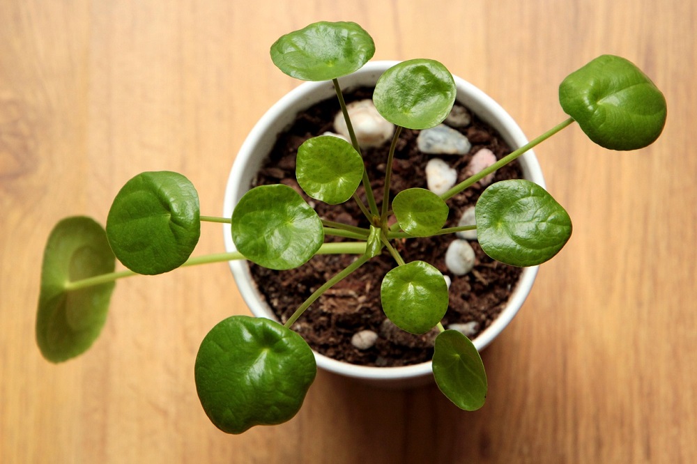 piante per il periodo natalizio - Pilea peperomioides