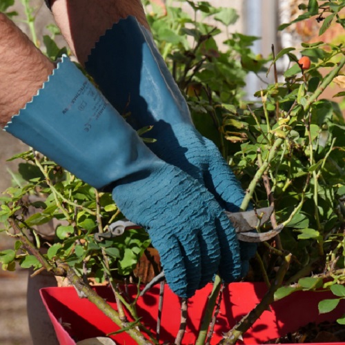 scegliere i guanti per il giardinaggio - guanti in lattice anti spine