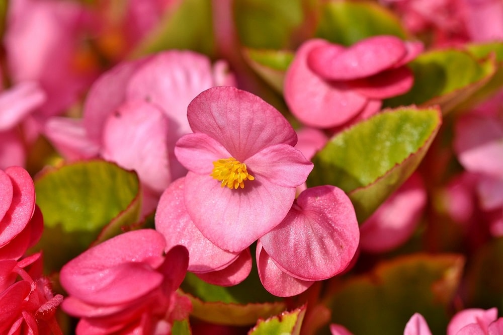 terrazzo fiorito in estate - Begonia