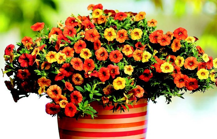 terrazzo fiorito in estate - Calibrachoa