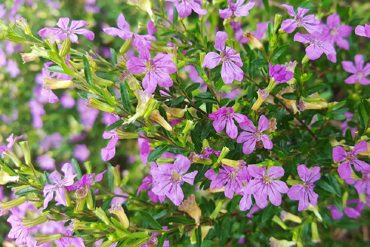 terrazzo fiorito in estate - Cuphea
