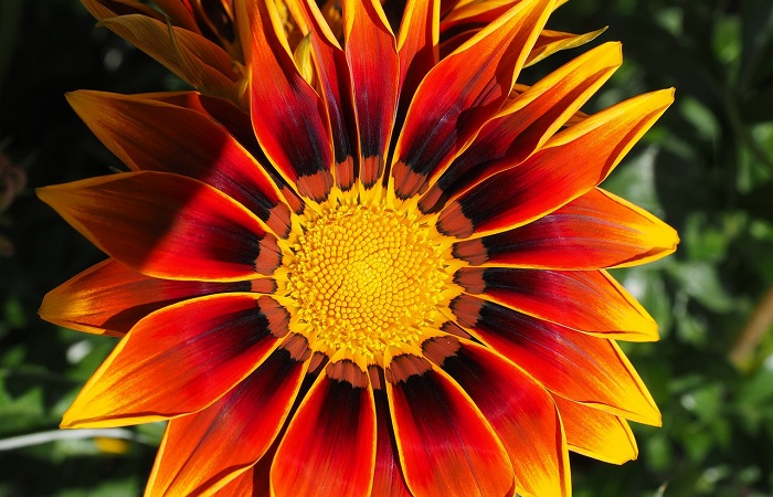 terrazzo fiorito in estate - Gazania