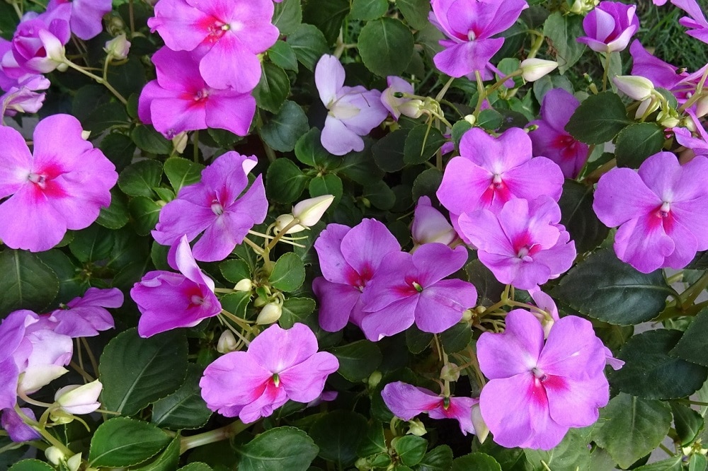 terrazzo fiorito in estate - Impatiens