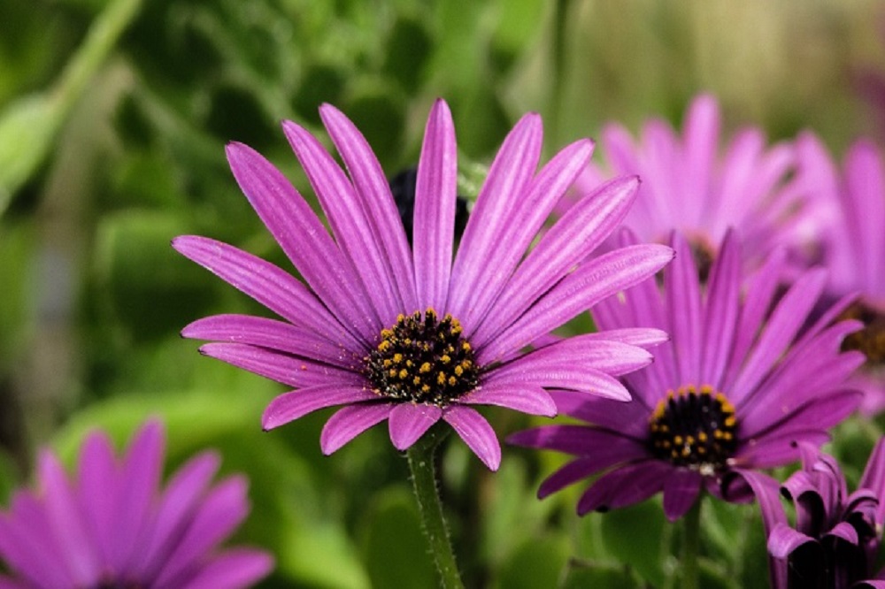 terrazzo fiorito in estate - Osteospermum-