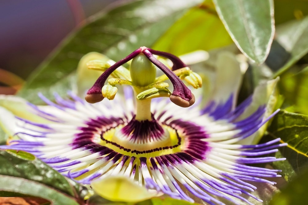 terrazzo fiorito in estate - Passiflora